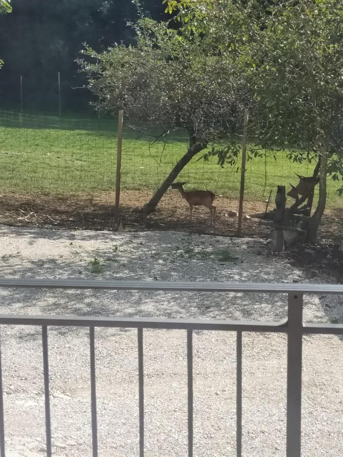 Alloggio E Agriturismo De Poanute Faedis Dış mekan fotoğraf